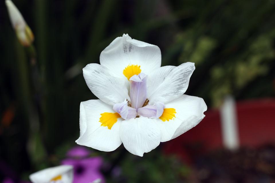 Detail Bunga Iris Putih Nomer 16