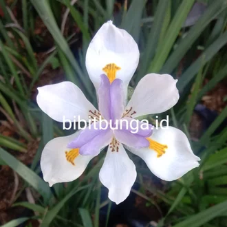 Detail Bunga Iris Putih Nomer 17