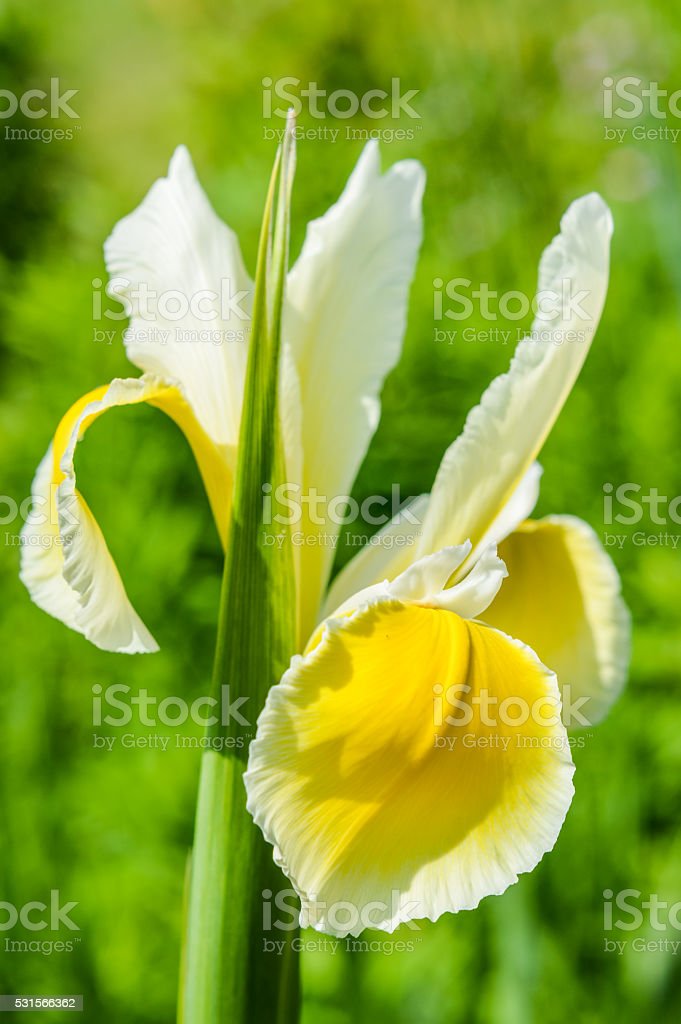 Detail Bunga Iris Putih Nomer 19