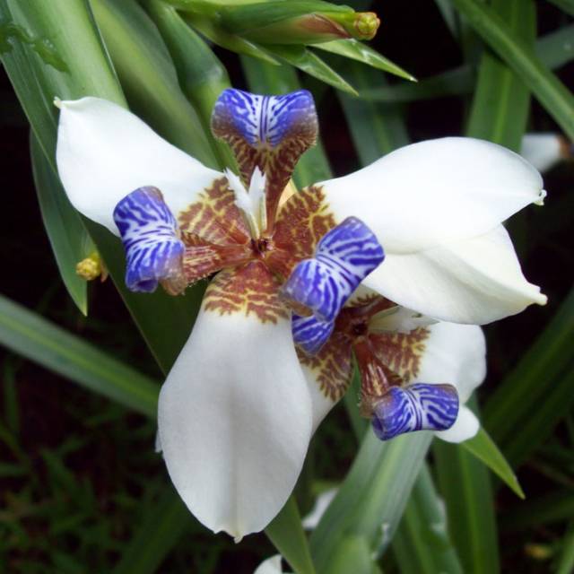 Detail Bunga Iris Putih Nomer 3