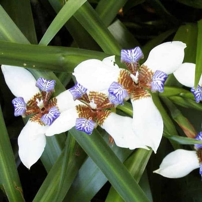 Detail Bunga Iris Putih Nomer 23