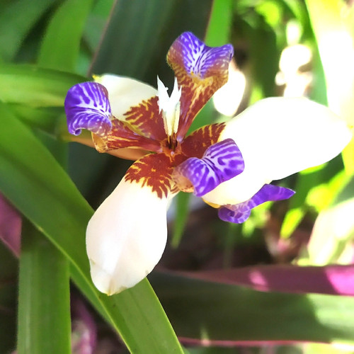 Detail Bunga Iris Putih Nomer 25