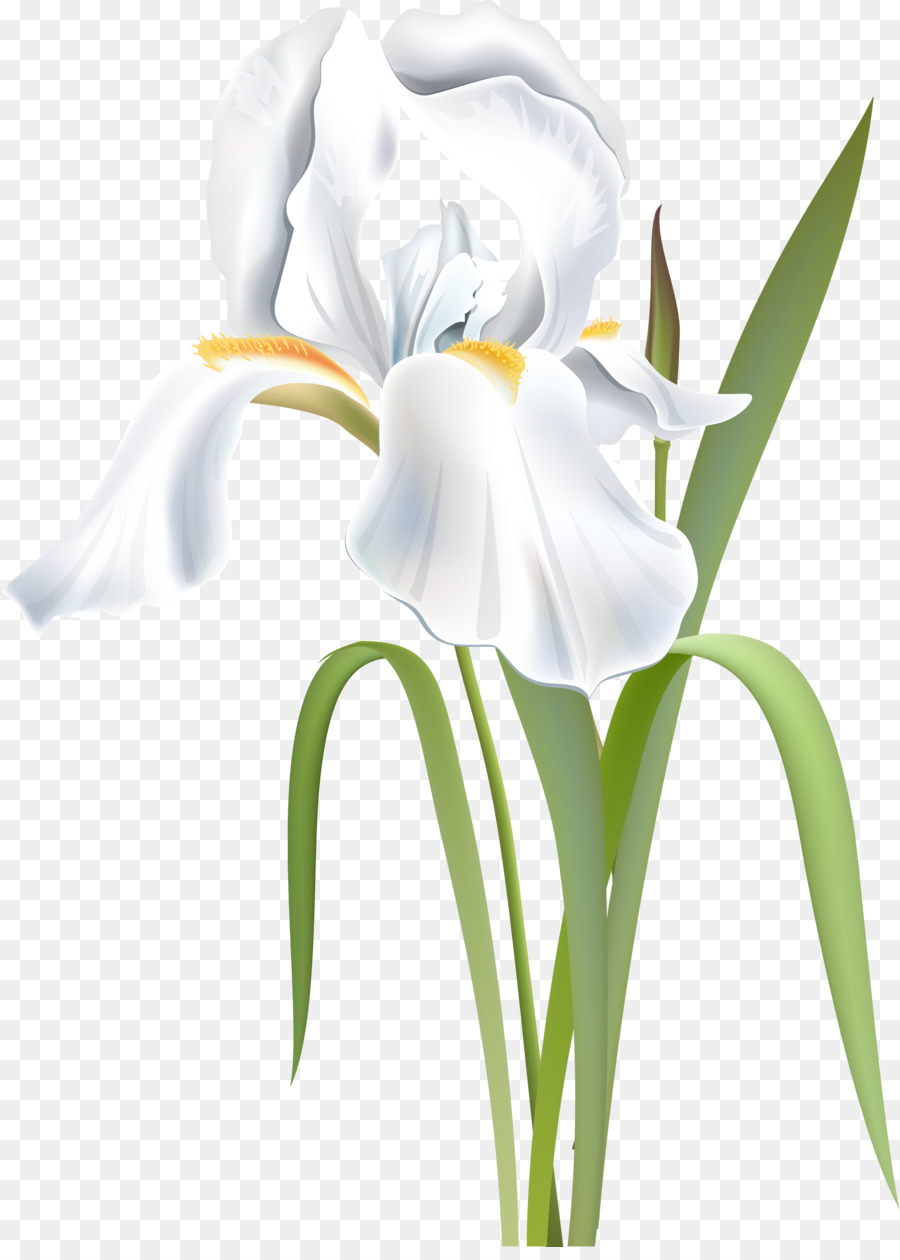 Detail Bunga Iris Putih Nomer 29