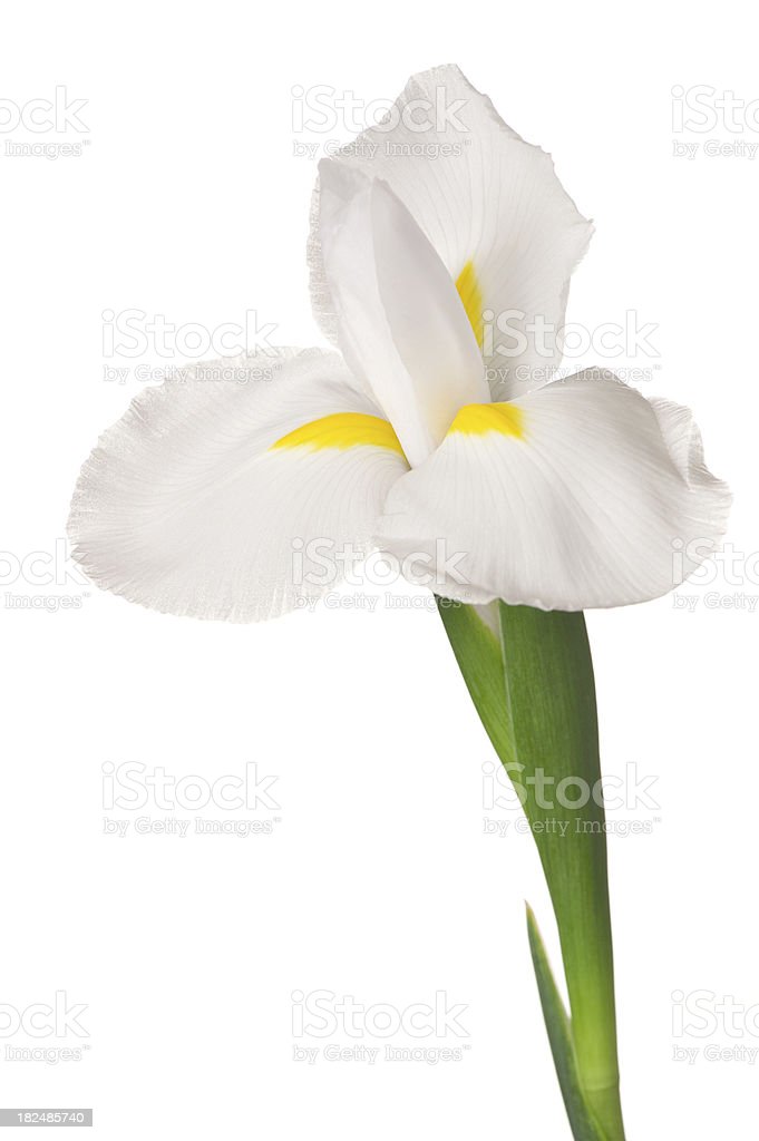 Detail Bunga Iris Putih Nomer 4