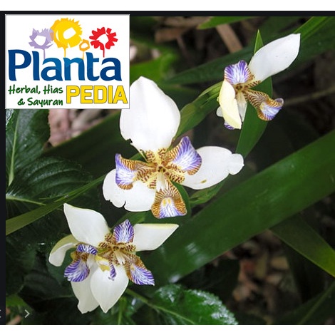 Detail Bunga Iris Putih Nomer 31