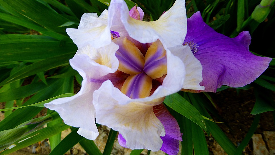 Detail Bunga Iris Putih Nomer 33