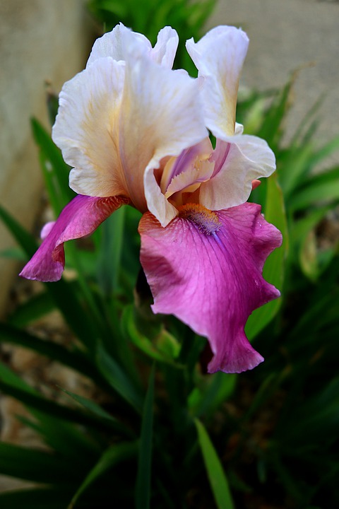 Detail Bunga Iris Putih Nomer 34