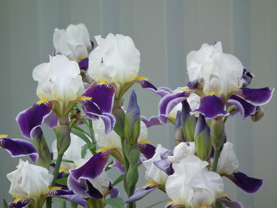 Detail Bunga Iris Putih Nomer 37