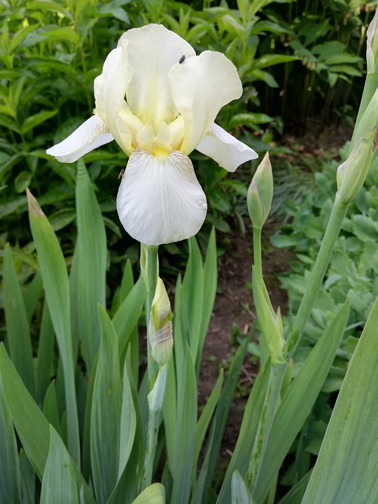 Detail Bunga Iris Putih Nomer 5