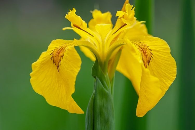 Detail Bunga Iris Putih Nomer 40