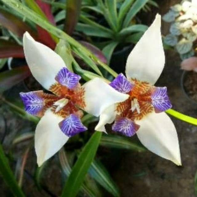 Detail Bunga Iris Putih Nomer 42