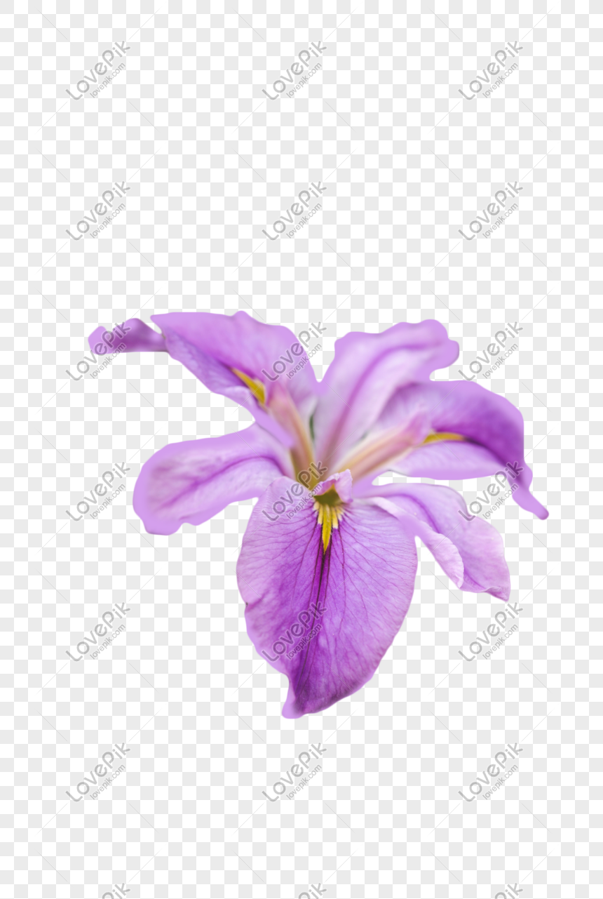 Detail Bunga Iris Putih Nomer 43