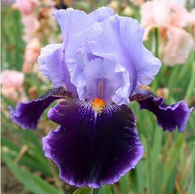 Detail Bunga Iris Putih Nomer 44