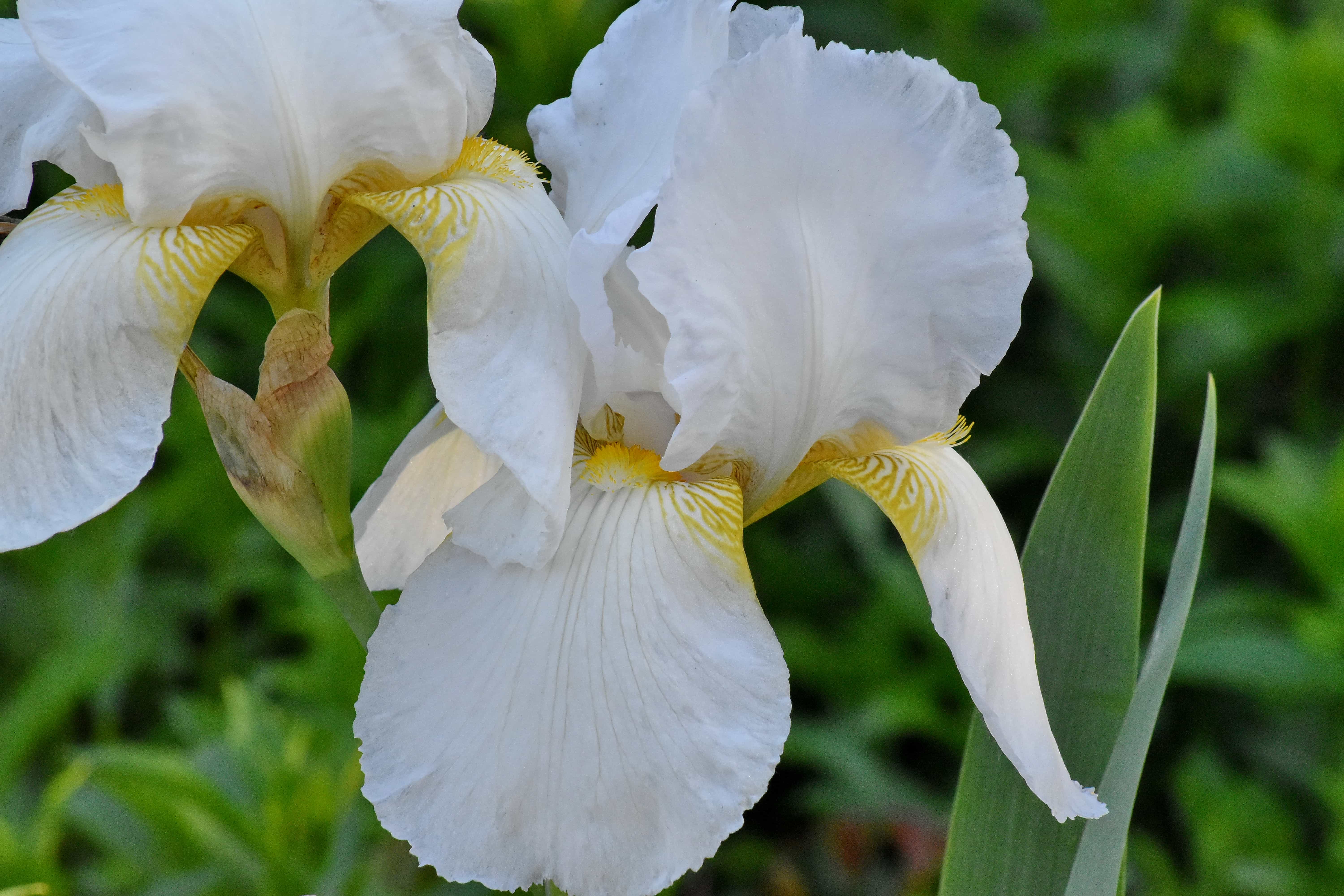 Detail Bunga Iris Putih Nomer 45