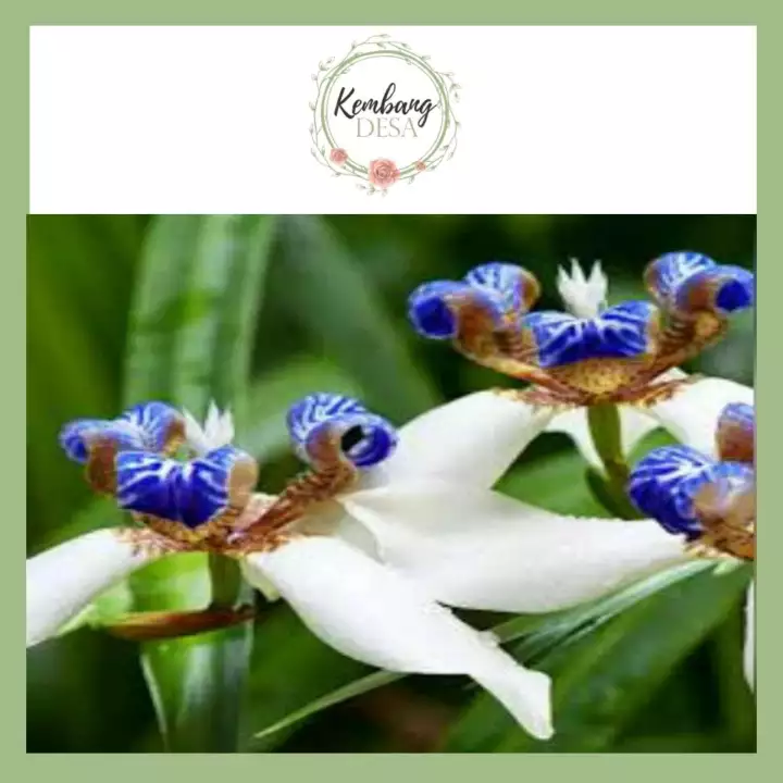 Detail Bunga Iris Putih Nomer 46