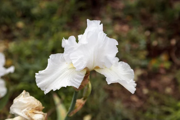 Detail Bunga Iris Putih Nomer 48