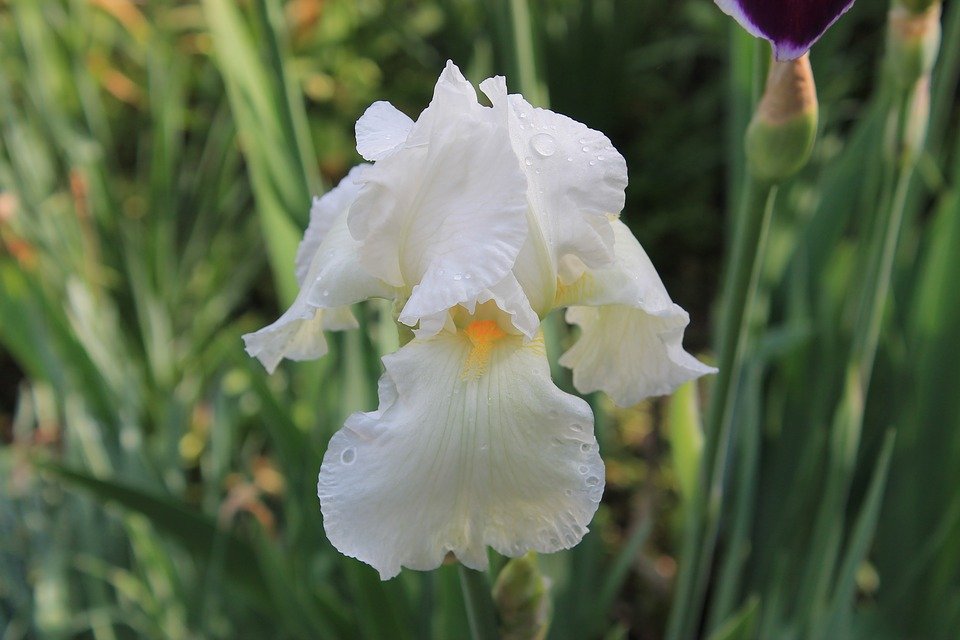 Detail Bunga Iris Putih Nomer 6