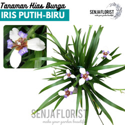 Detail Bunga Iris Putih Nomer 54