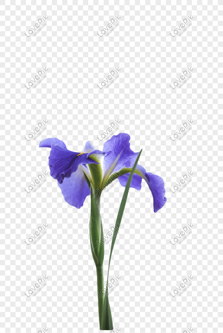Detail Bunga Iris Putih Nomer 56