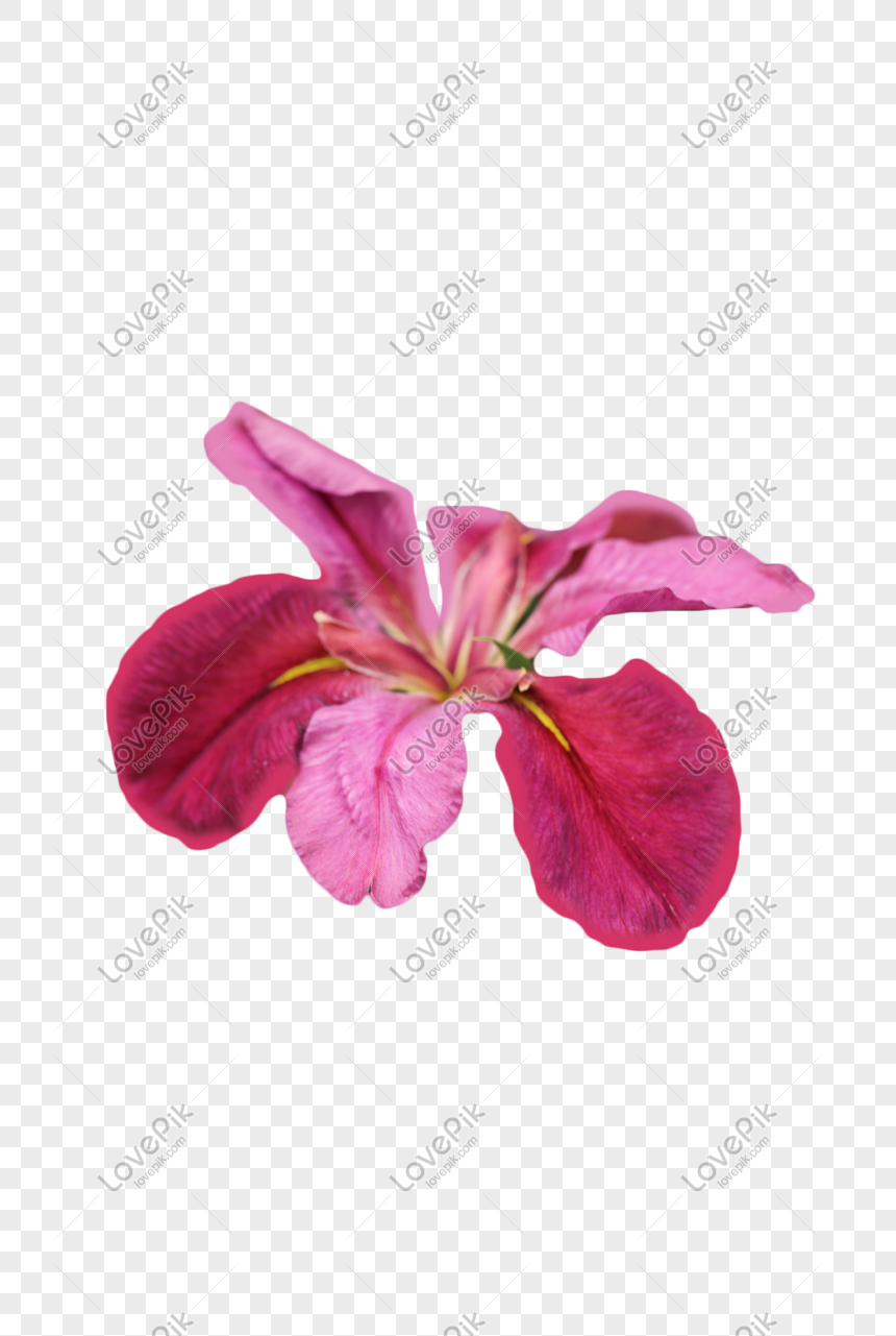 Detail Bunga Iris Putih Nomer 57