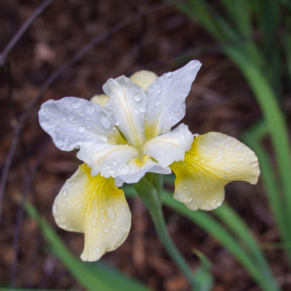 Detail Bunga Iris Putih Nomer 58
