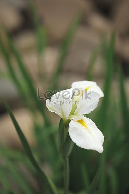 Detail Bunga Iris Putih Nomer 7