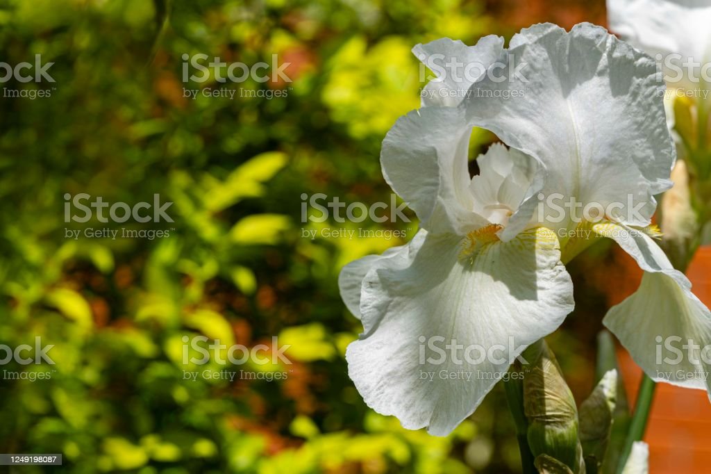 Detail Bunga Iris Putih Nomer 8