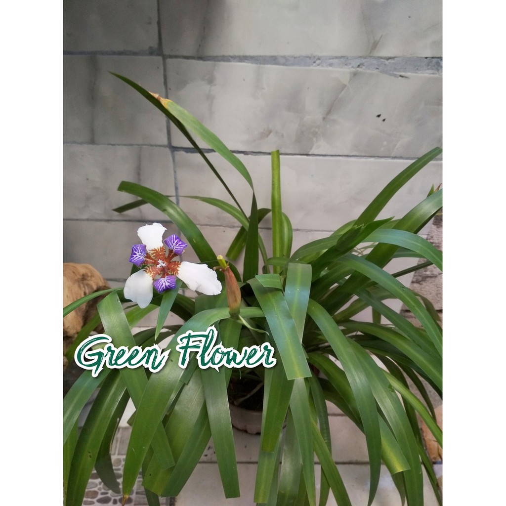 Detail Bunga Iris Putih Nomer 9