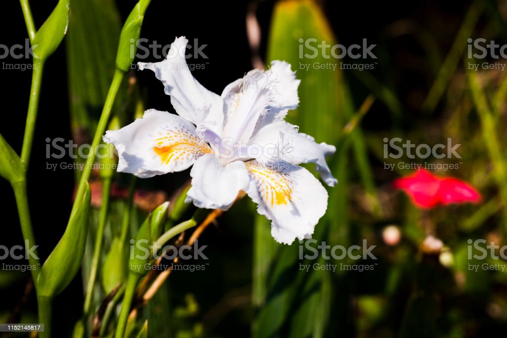 Detail Bunga Iris Putih Nomer 10