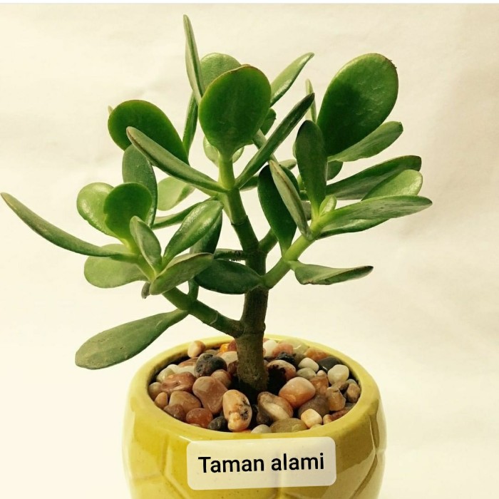 Detail Bunga Jade Plant Nomer 32