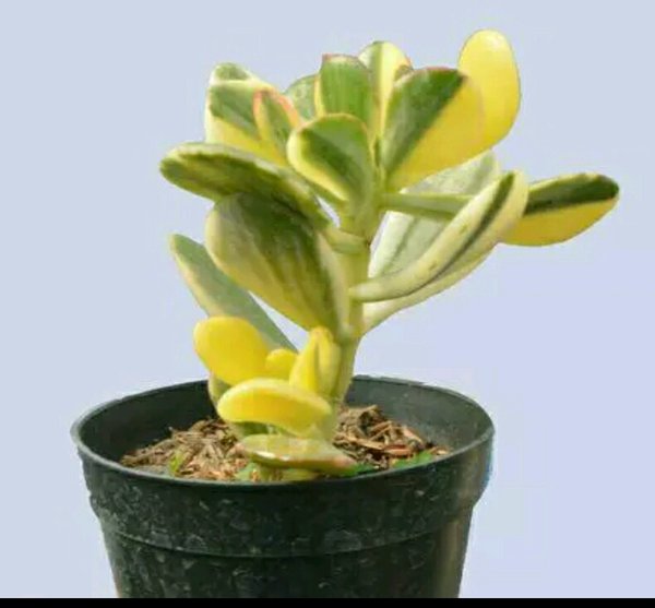 Detail Bunga Jade Plant Nomer 34