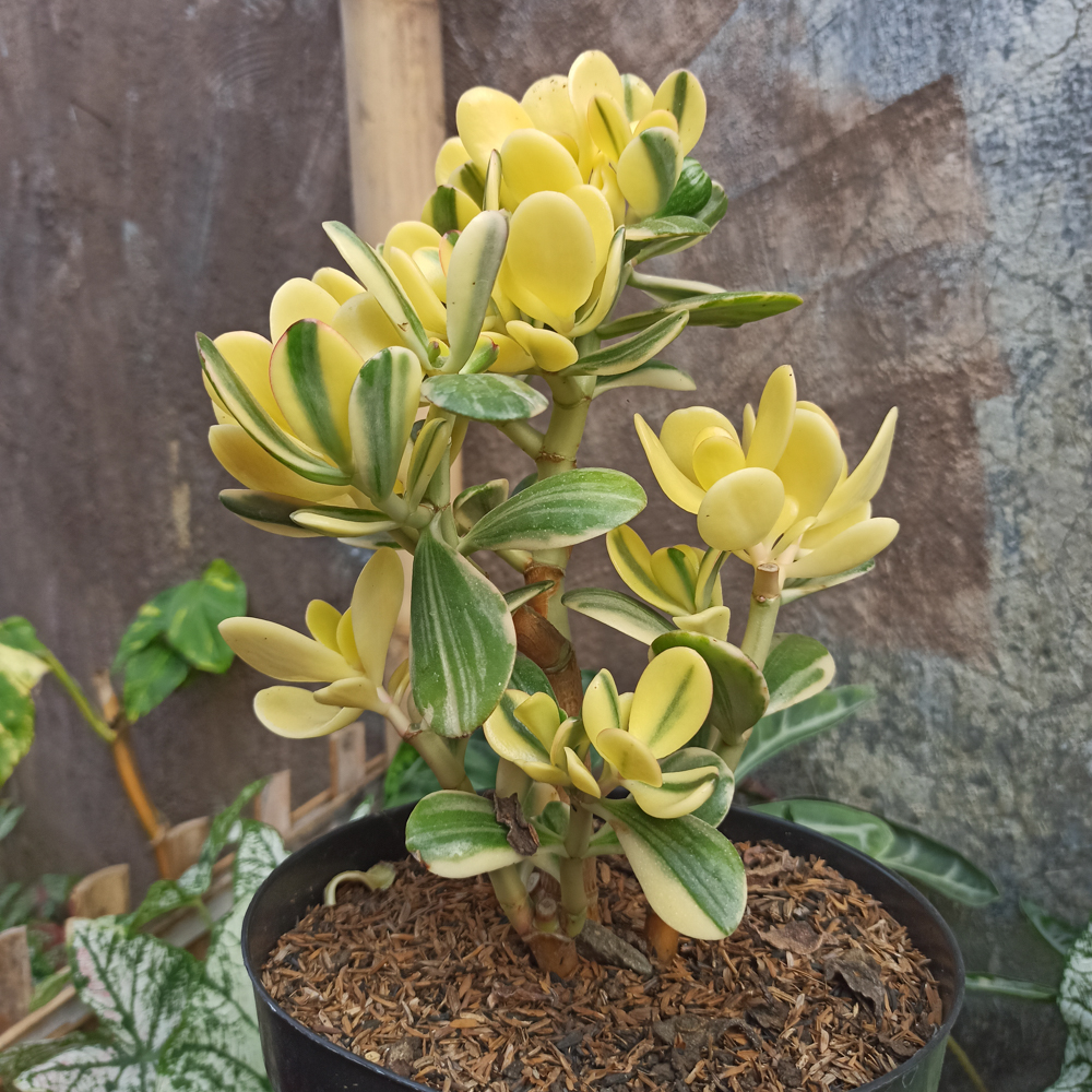 Detail Bunga Jade Plant Nomer 38