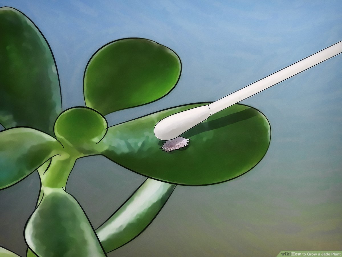 Detail Bunga Jade Plant Nomer 42