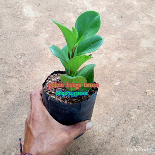 Detail Bunga Jade Plant Nomer 45