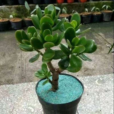 Detail Bunga Jade Plant Nomer 46