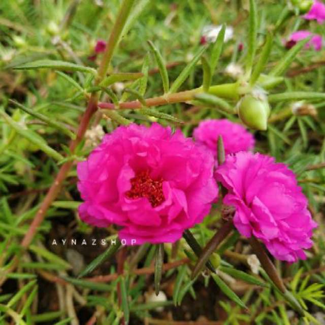 Detail Bunga Jam 7 Nomer 40