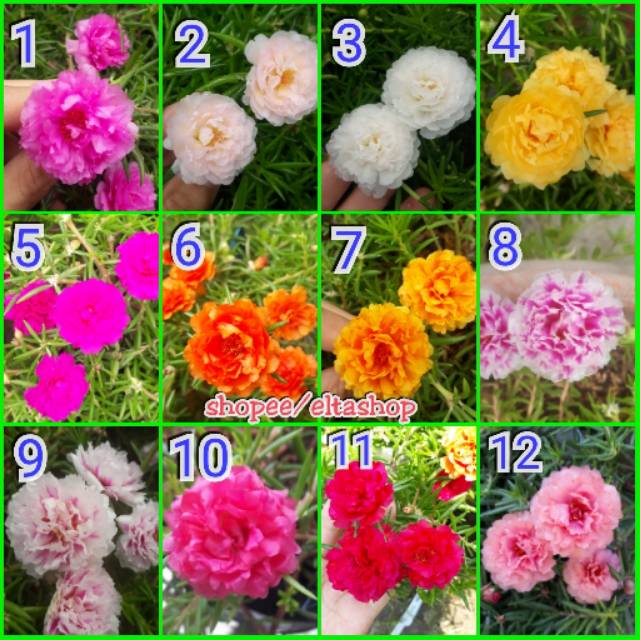 Detail Bunga Jam 7 Nomer 56