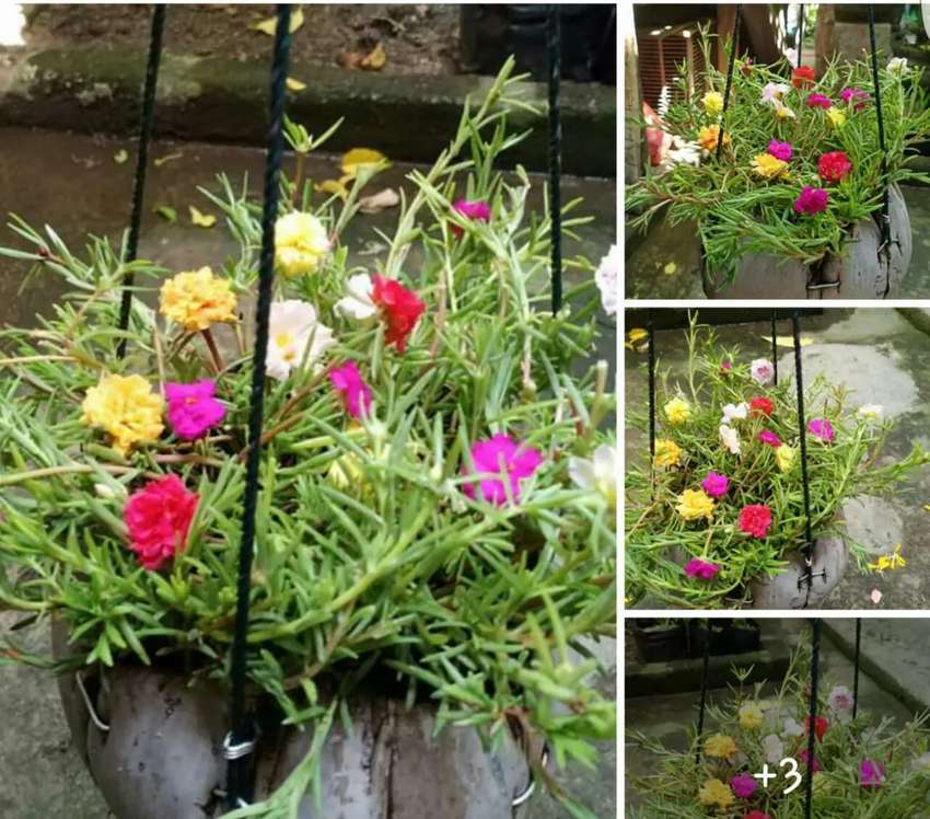 Detail Bunga Jam Sembilan Nomer 14