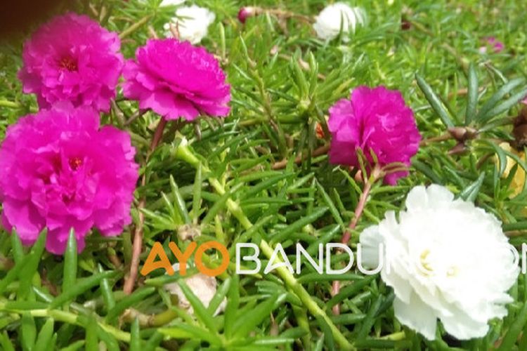 Detail Bunga Jam Sembilan Nomer 17