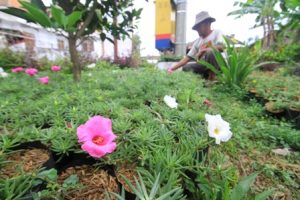 Detail Bunga Jam Sembilan Nomer 32