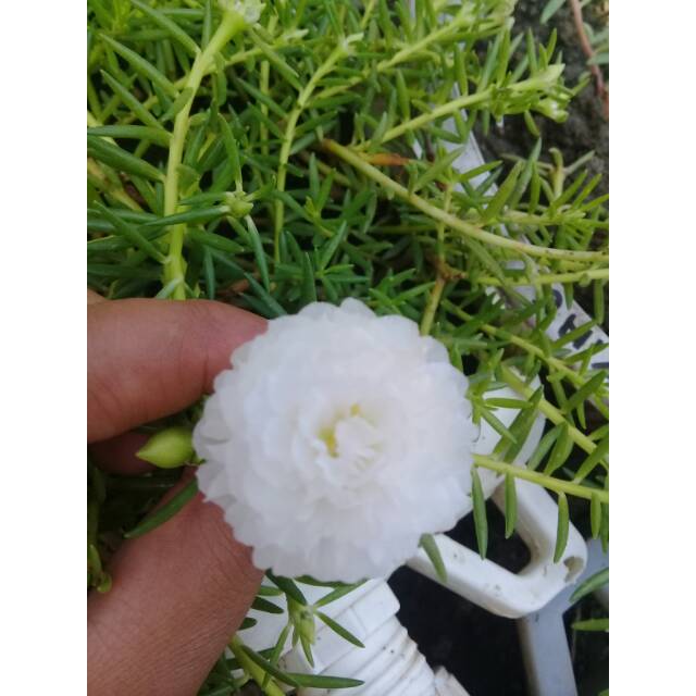 Detail Bunga Jam Sembilan Nomer 33