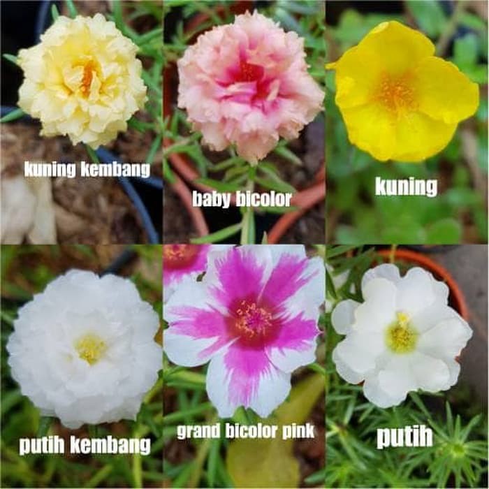 Detail Bunga Jam Sembilan Nomer 35
