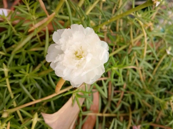 Detail Bunga Jam Sembilan Nomer 42