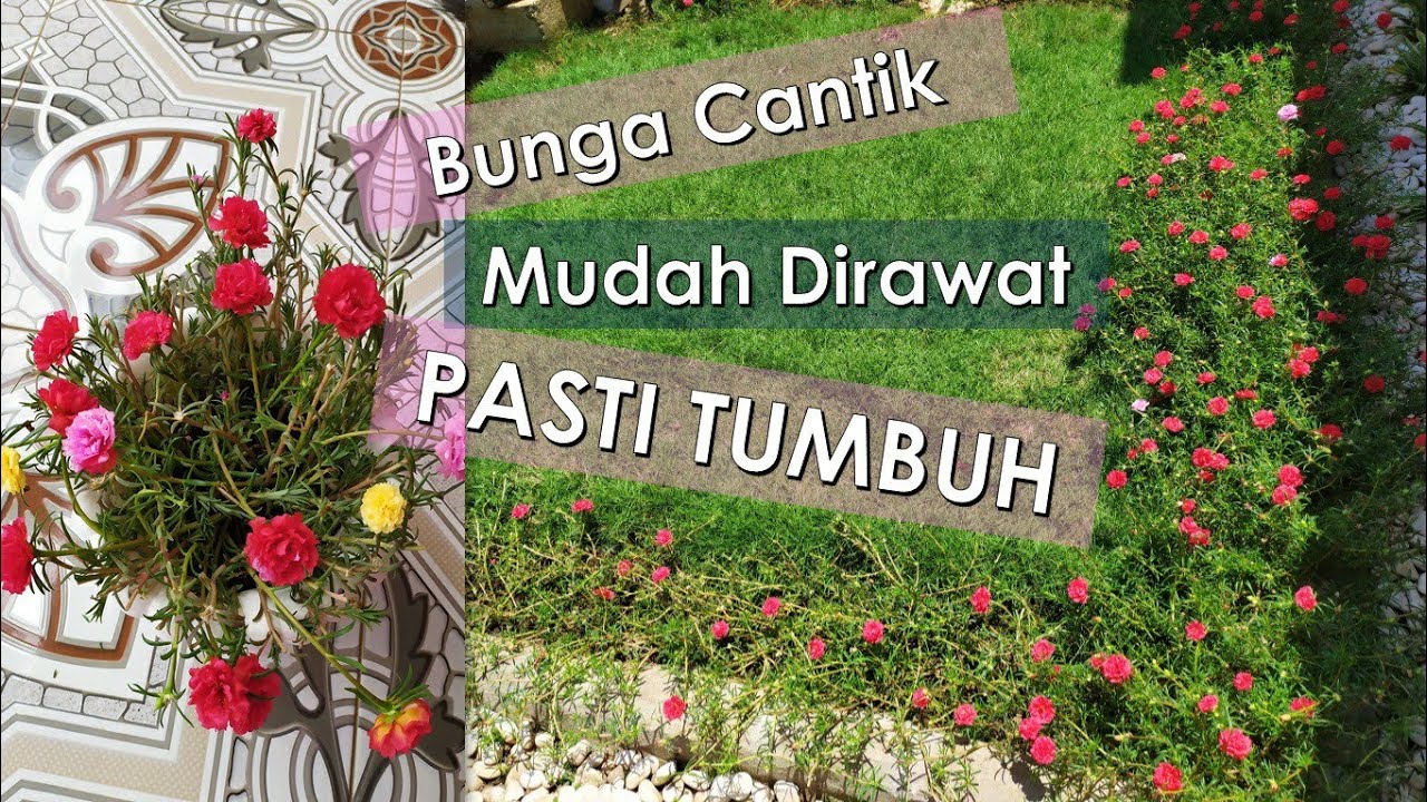 Detail Bunga Jam Sembilan Nomer 43