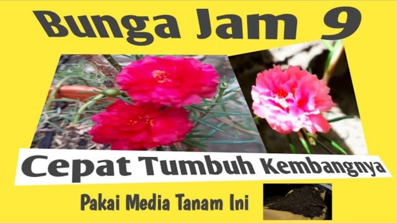 Detail Bunga Jam Sembilan Nomer 48