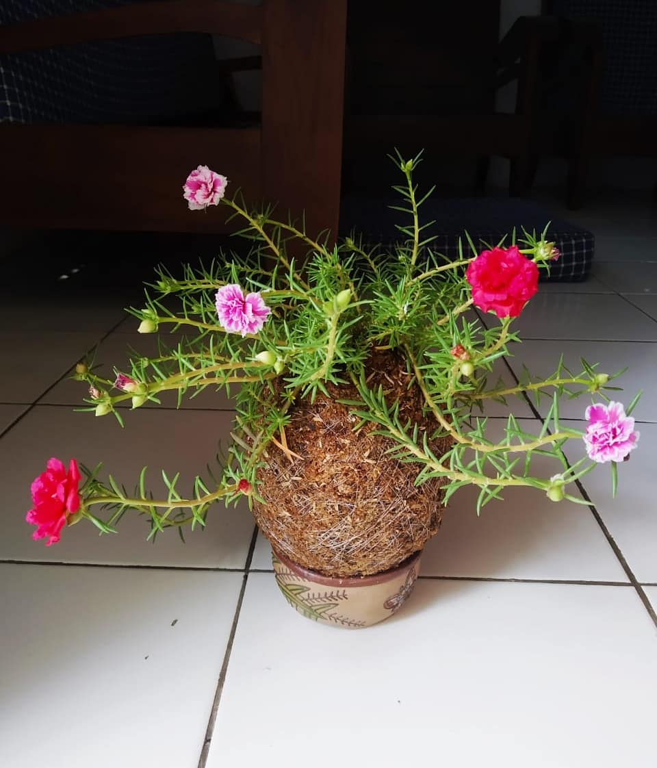 Detail Bunga Jam Sembilan Nomer 9