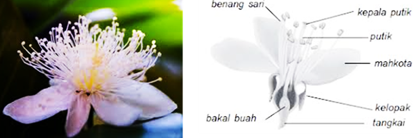 Detail Bunga Jambu Biji Nomer 32