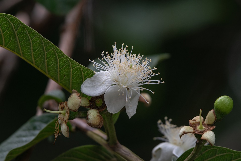 Detail Bunga Jambu Biji Nomer 5