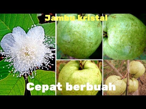 Detail Bunga Jambu Biji Nomer 46