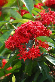 Detail Bunga Jarum Merah Nomer 4